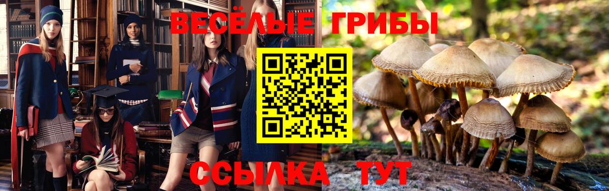 Галлюциногенные грибы Cubensis  сколько стоит  Коряжма  Вход с VPN  Псилоцибиновые грибы мицелий 